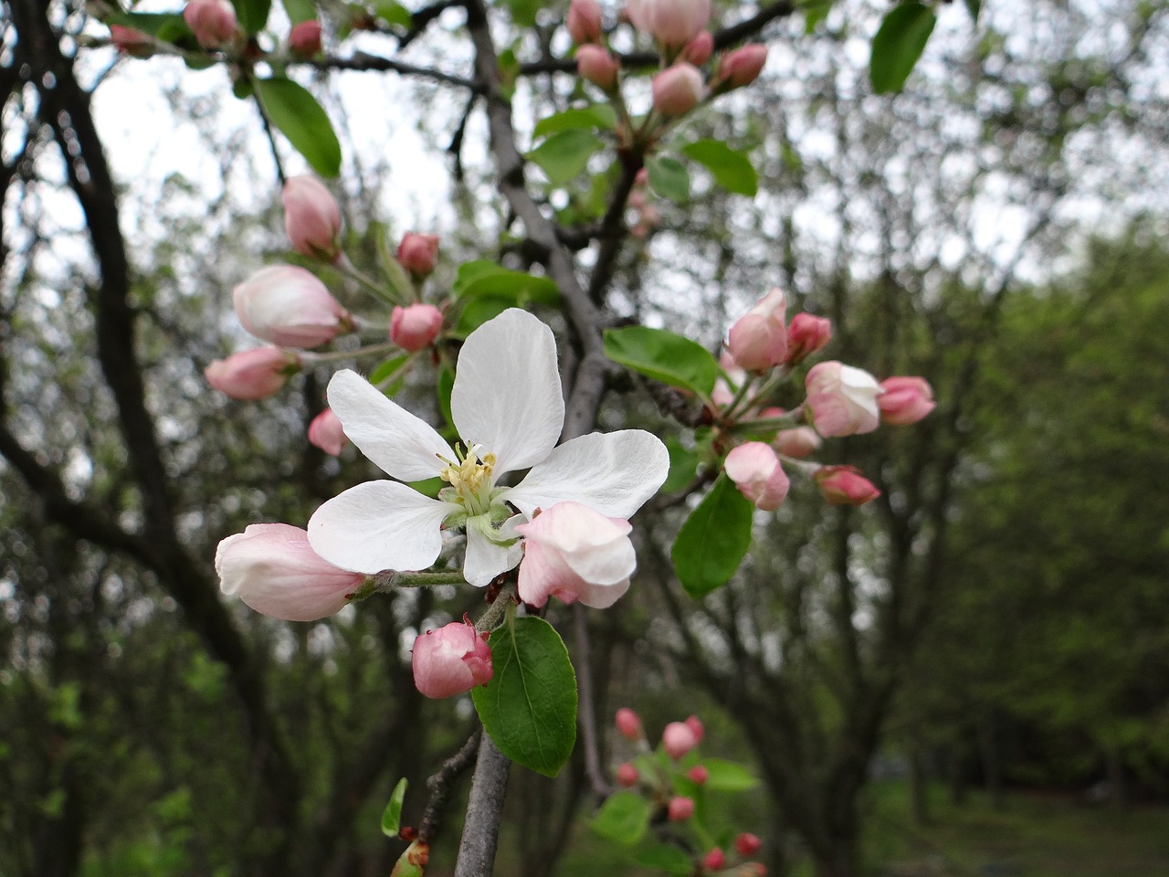 flowering fruit trees spring sad free photo