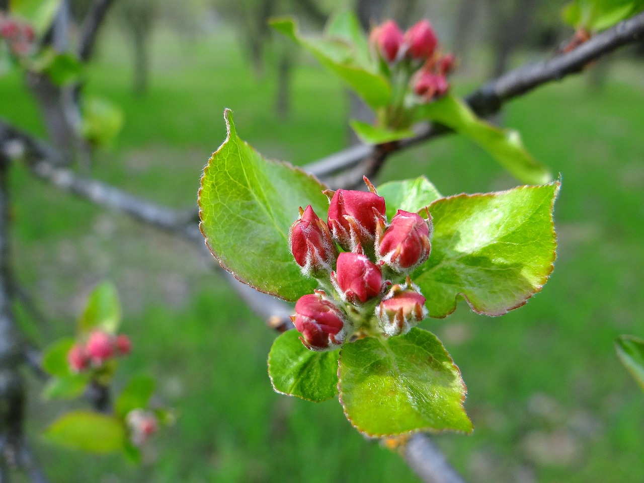 flowering fruit trees spring sad free photo