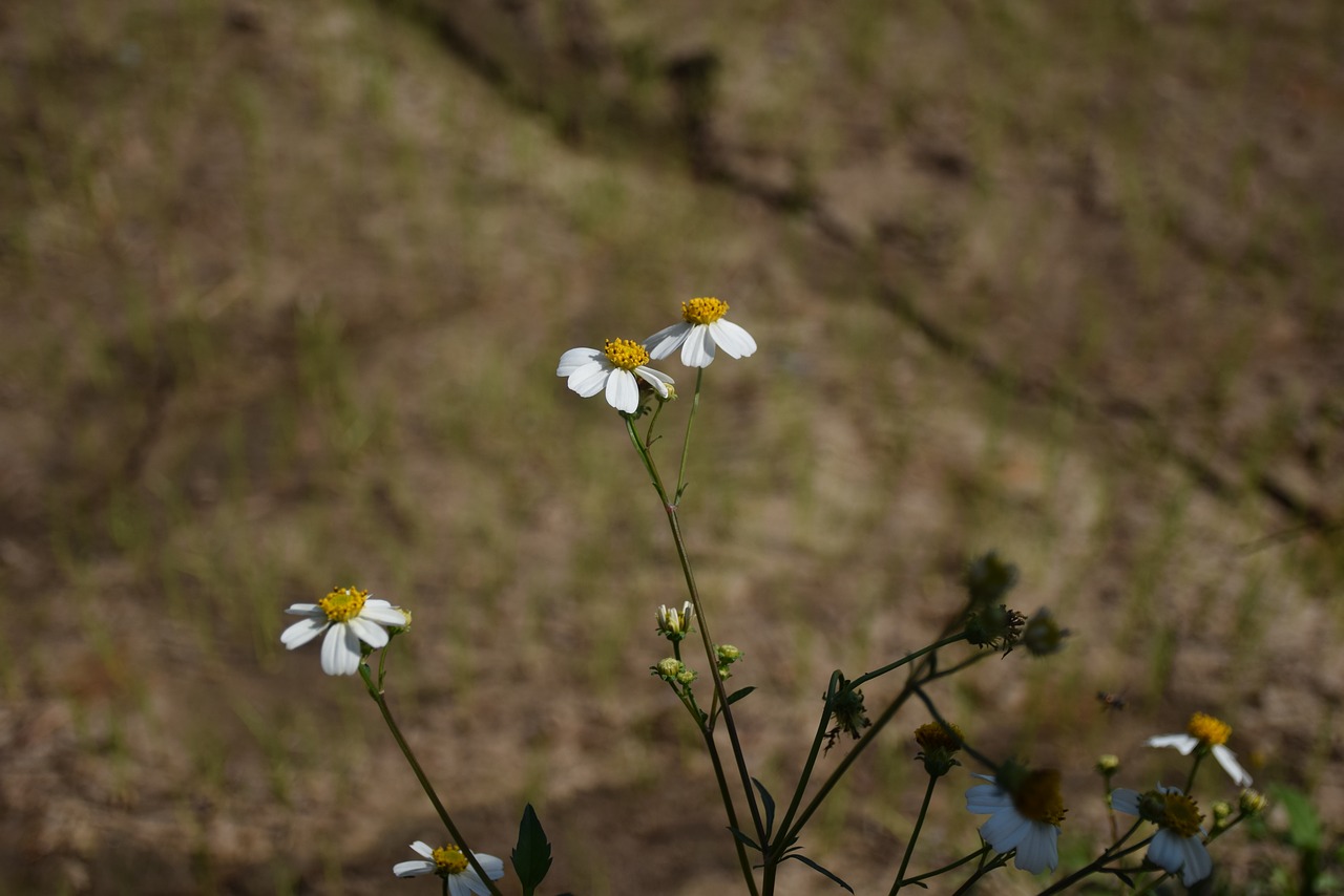 flowering grass flowers a blade of grass free photo