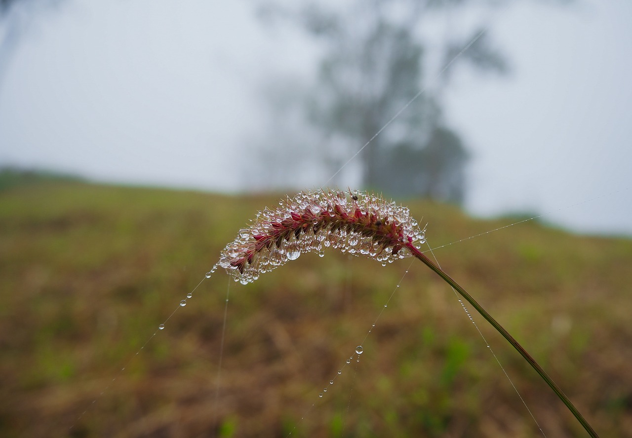 flowering grass winter nature free photo