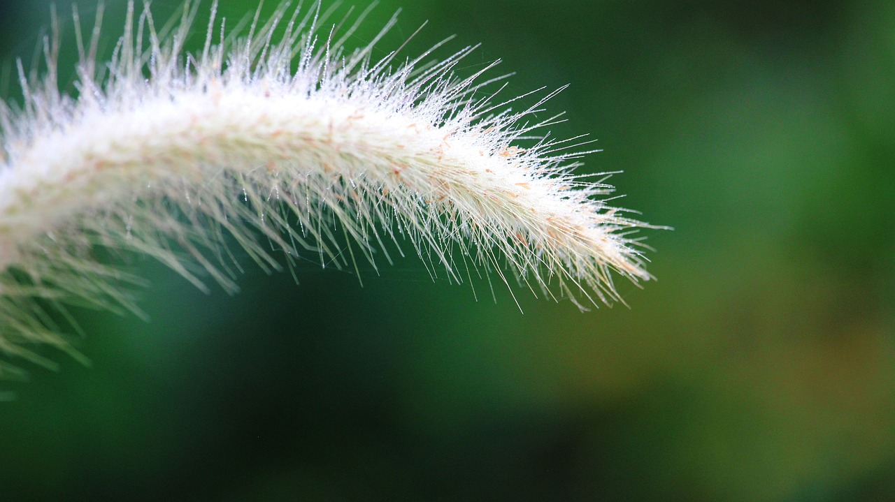 flowering grass nature a blade of grass free photo