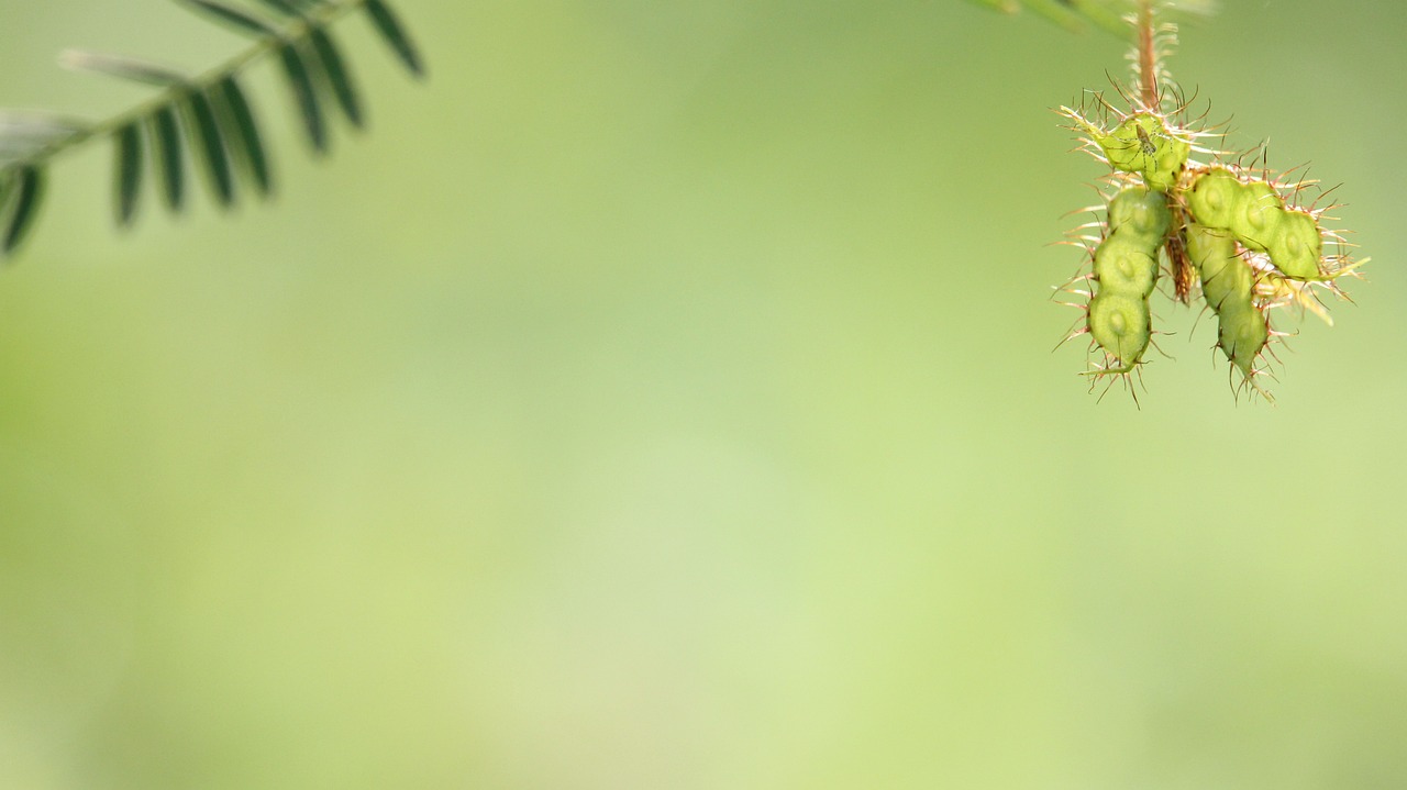 flowering grass nature a blade of grass free photo