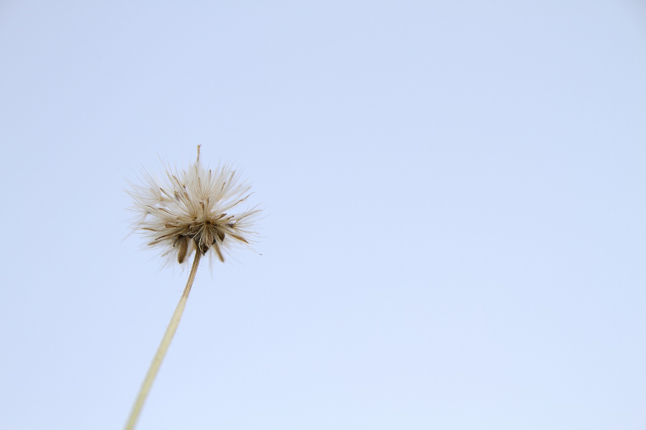 flowering grass  flowers  nature free photo