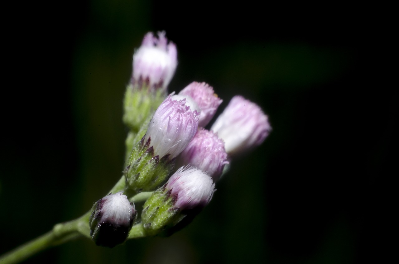 flowering grass  grass  flowers free photo