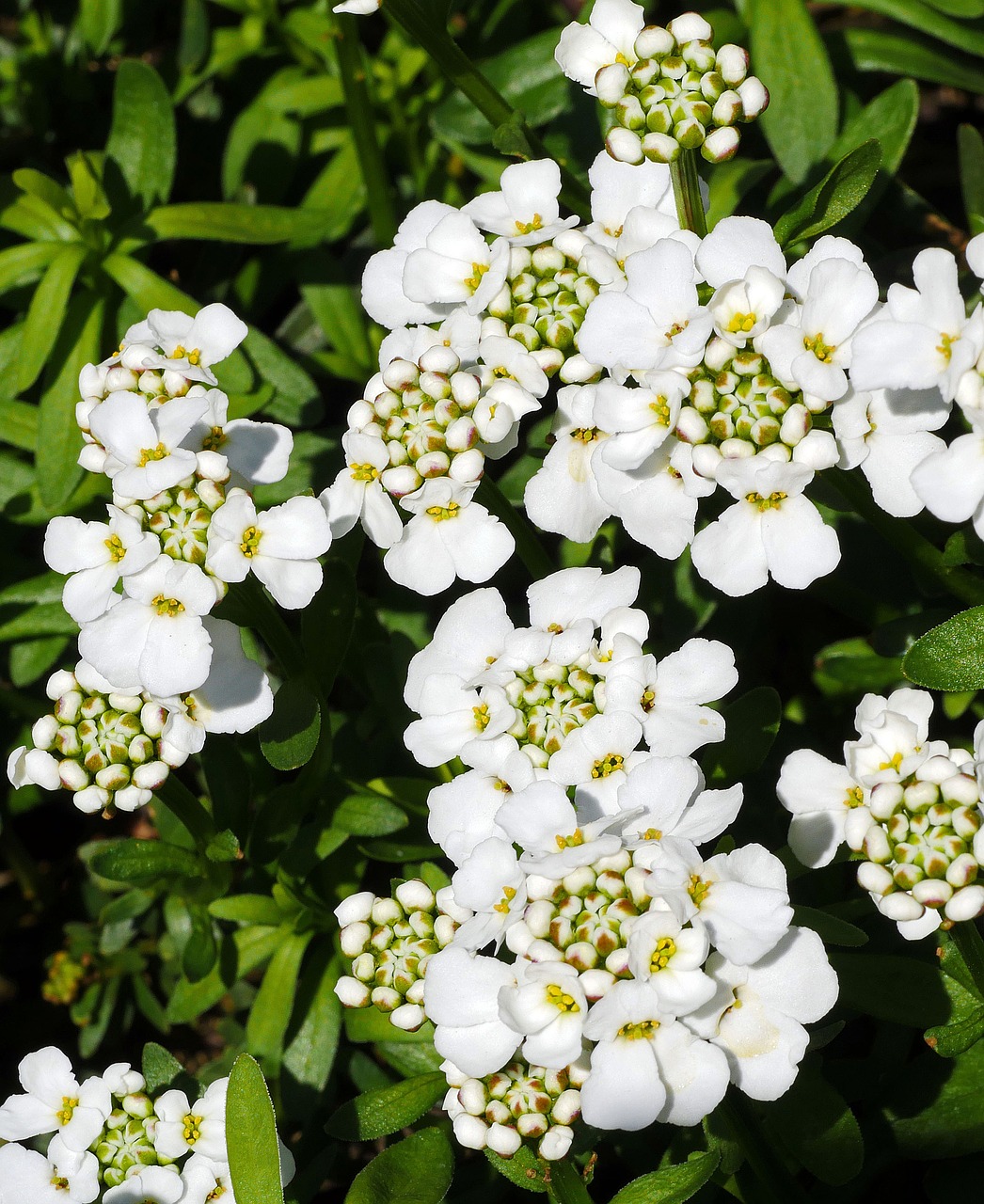 flowering ground cover  many flowers  bud free photo