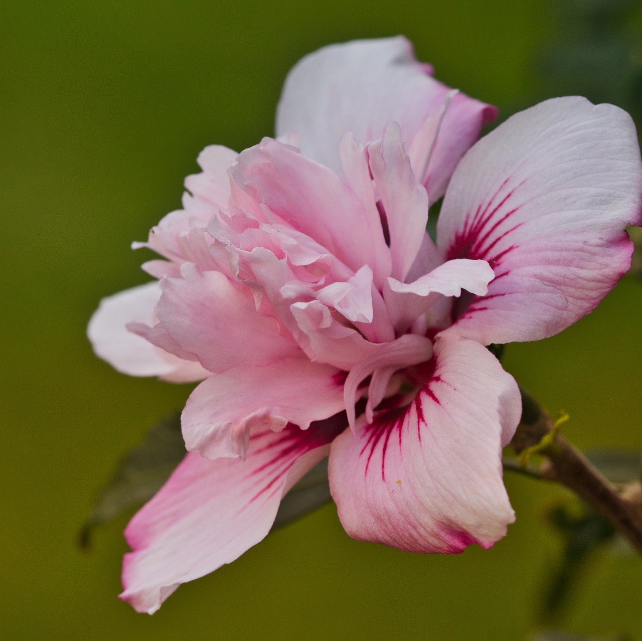 flowering hibiscus  pink  mallow free photo