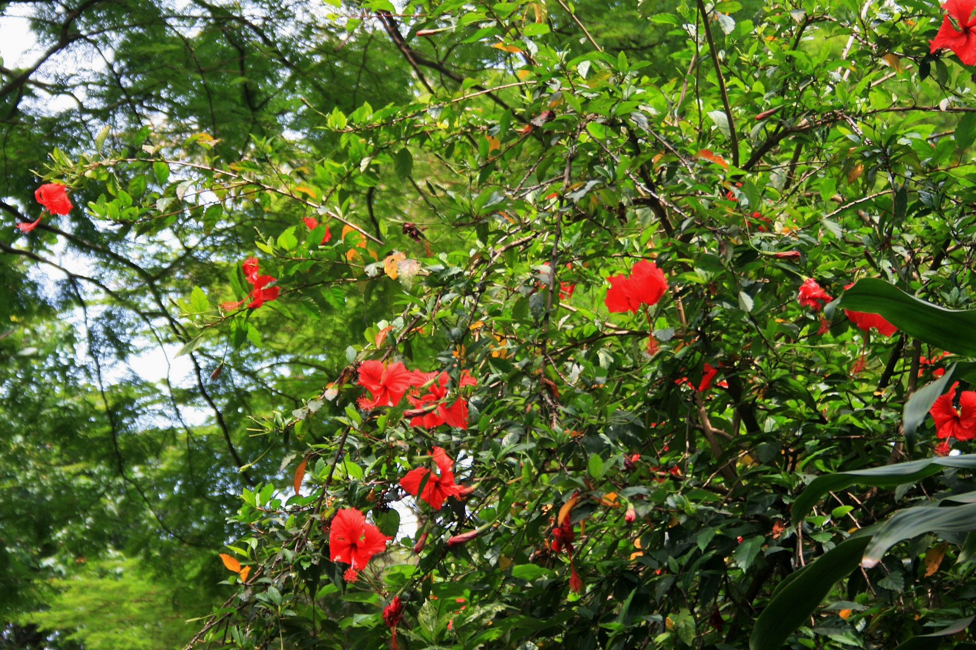 tree flowers red free photo