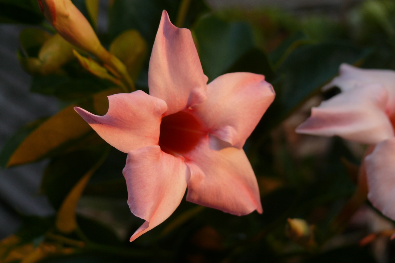 flowering in the evening sun  garden  plant free photo