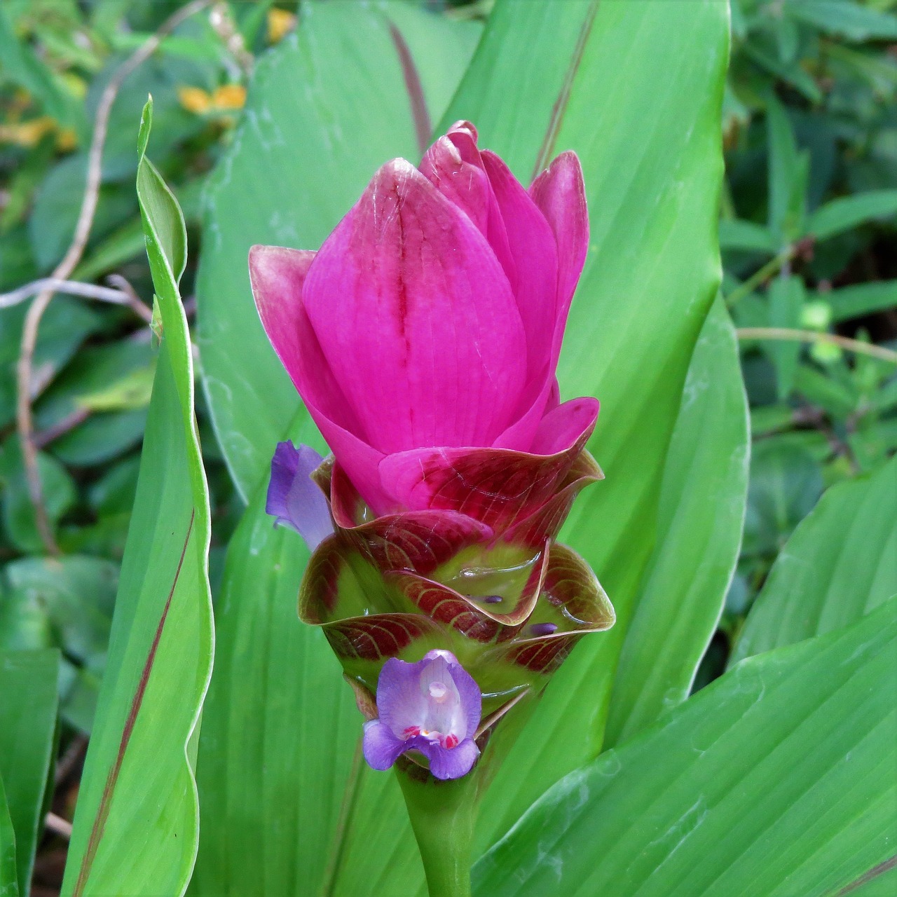 flowering leaves ginger plant pink free photo