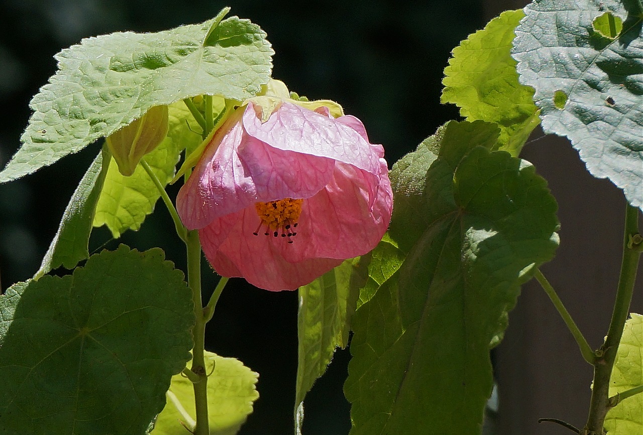 flowering maple container plant garden free photo