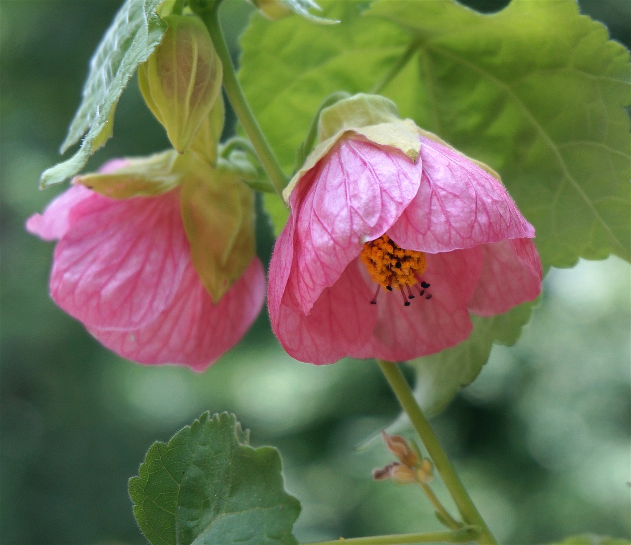 flowering maple container plant garden free photo