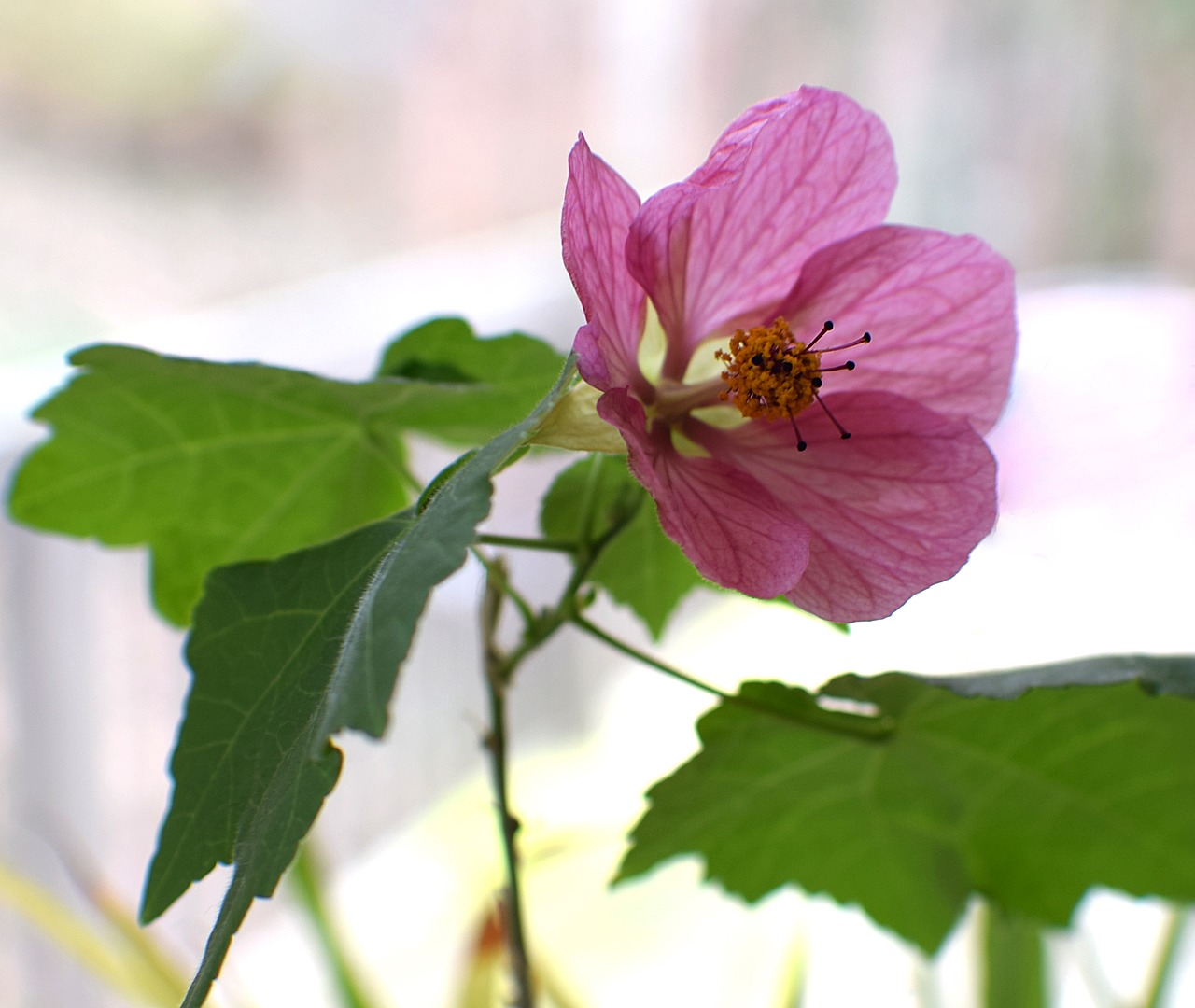 flowering maple container plant garden free photo