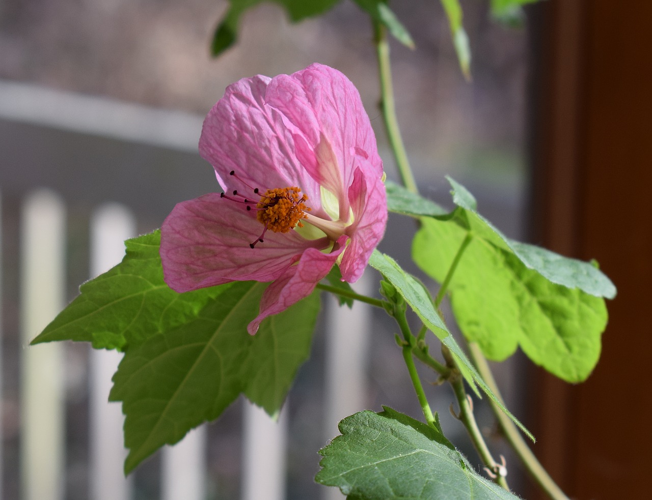 flowering maple container plant garden free photo