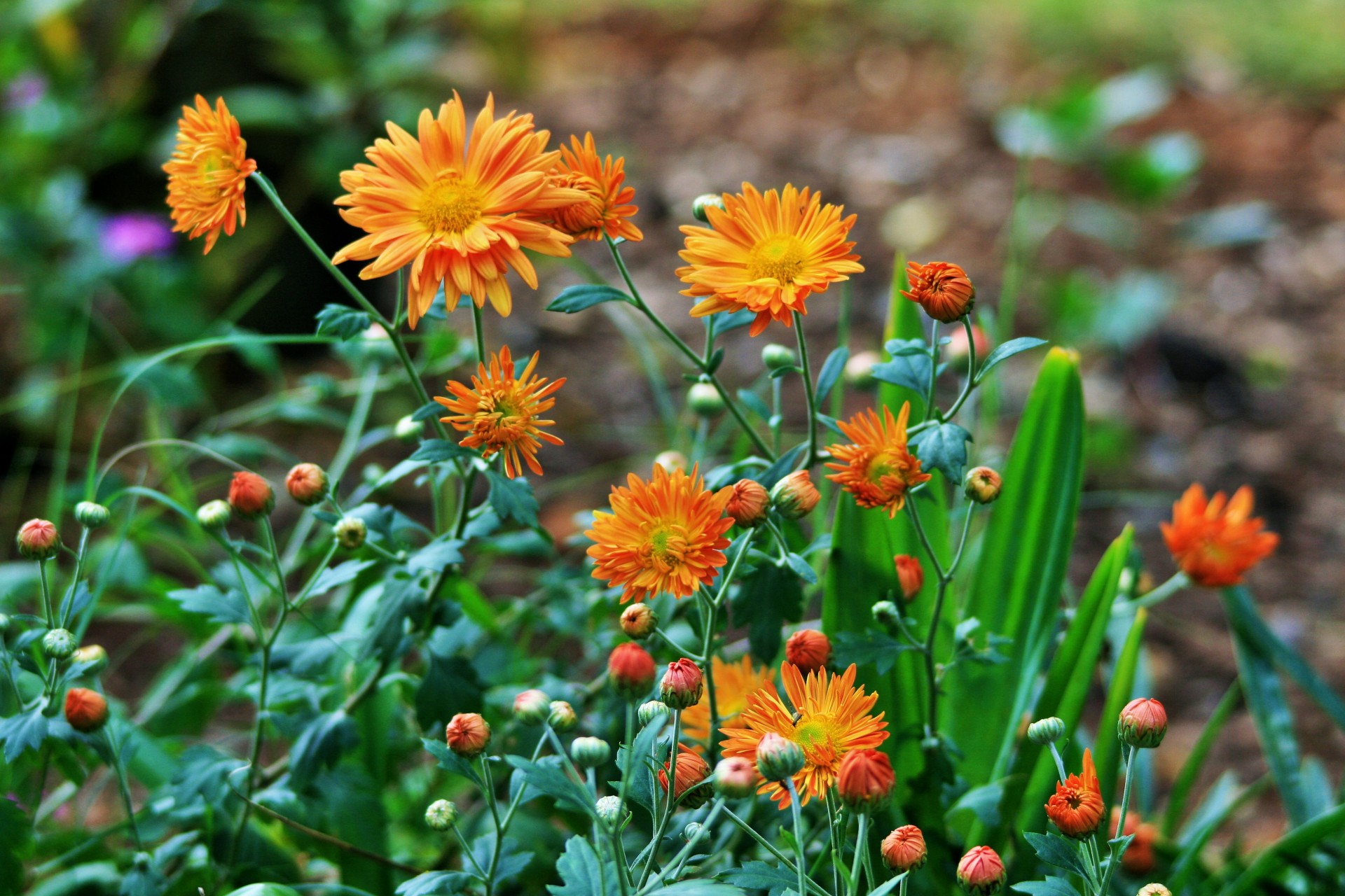 flowers orange asters free photo
