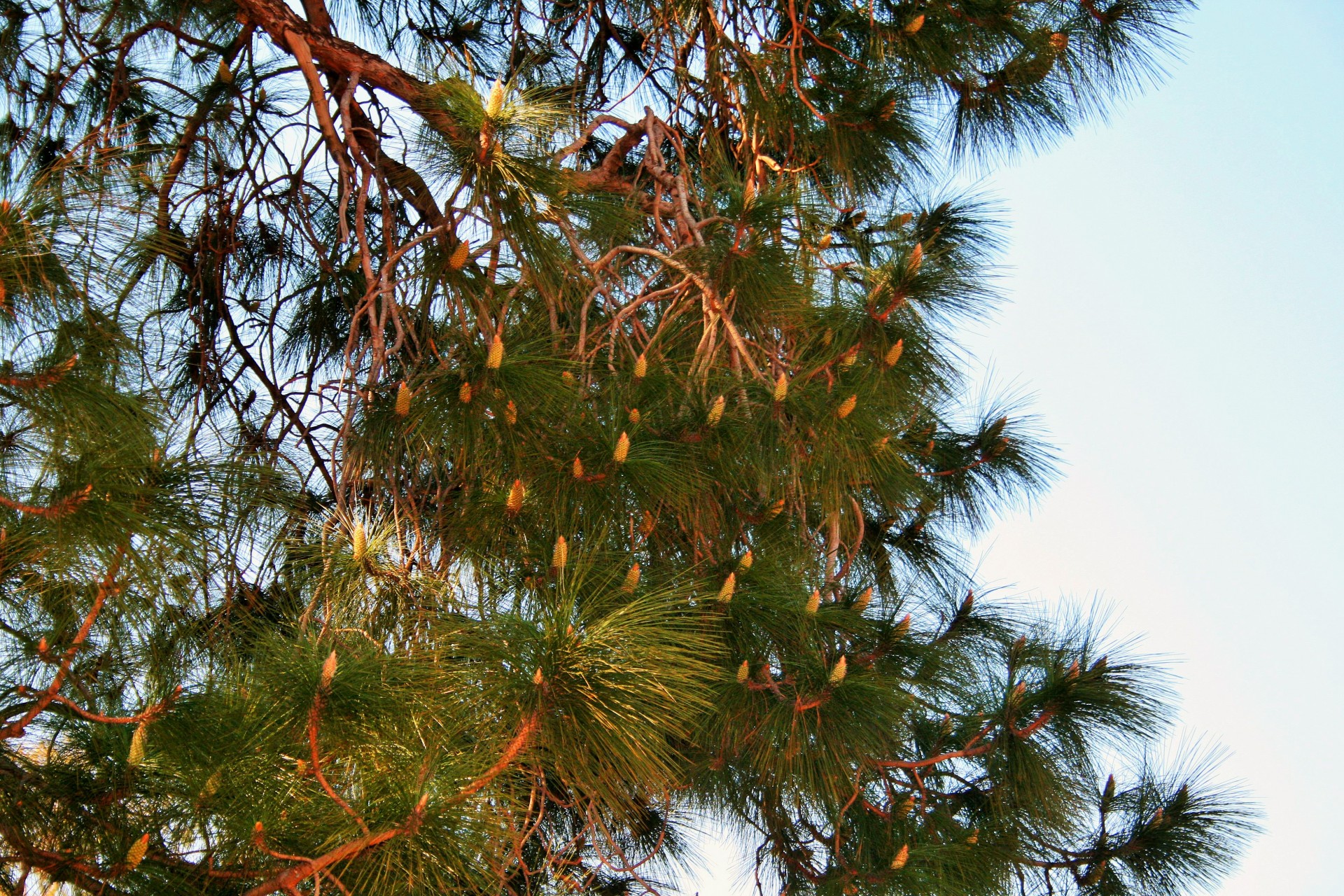 tree pine clusters free photo
