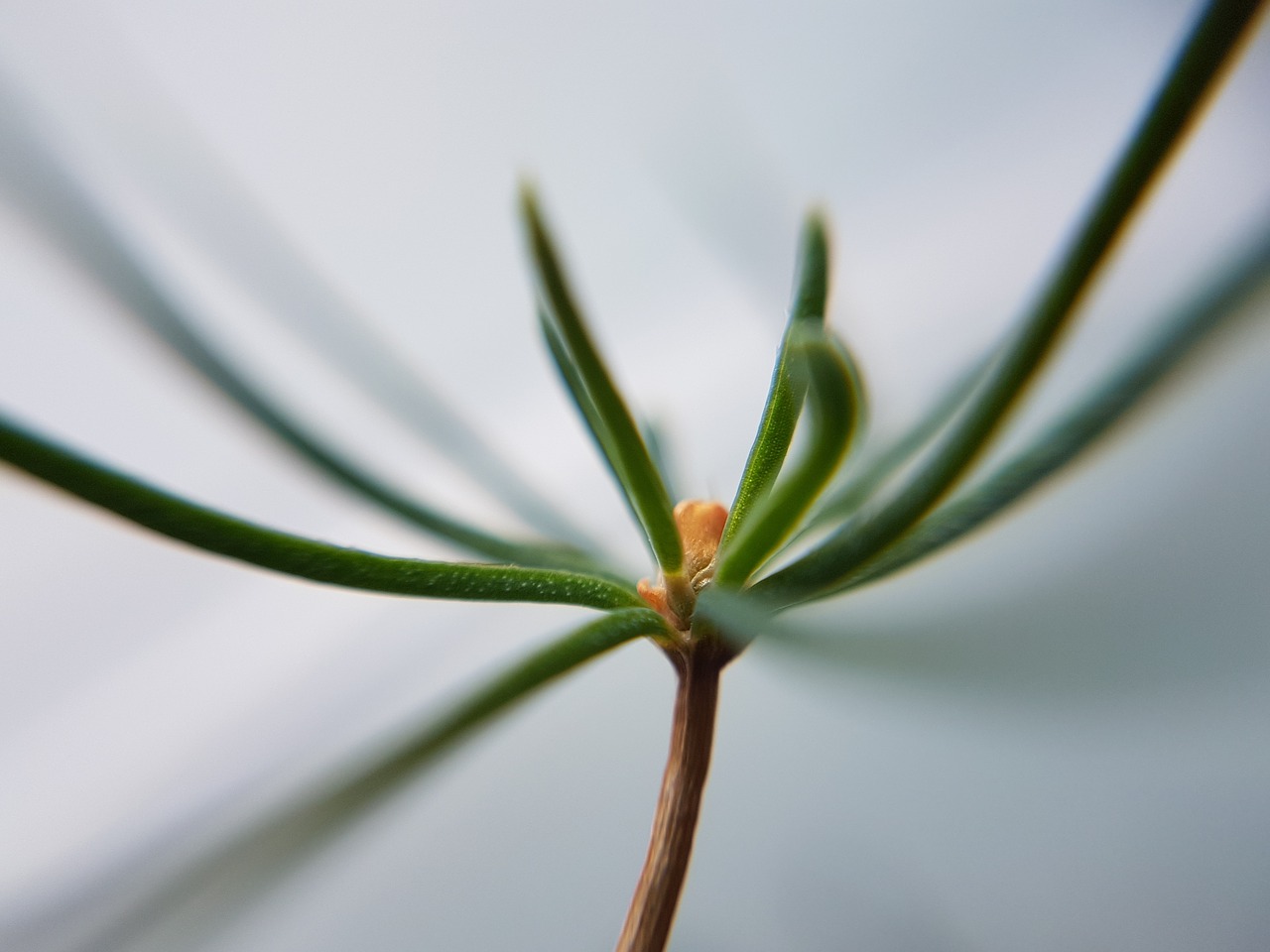 flowering plant  seedling  green free photo