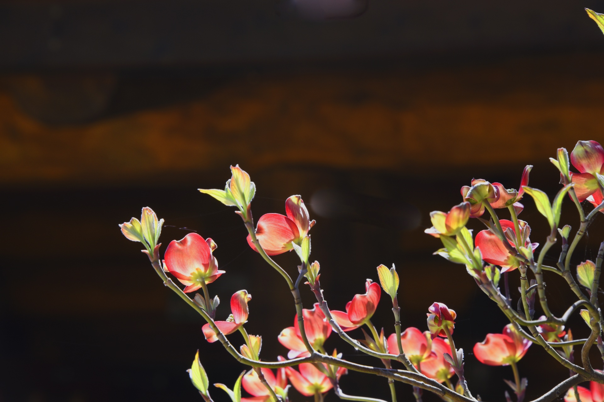 flowers flower dark free photo