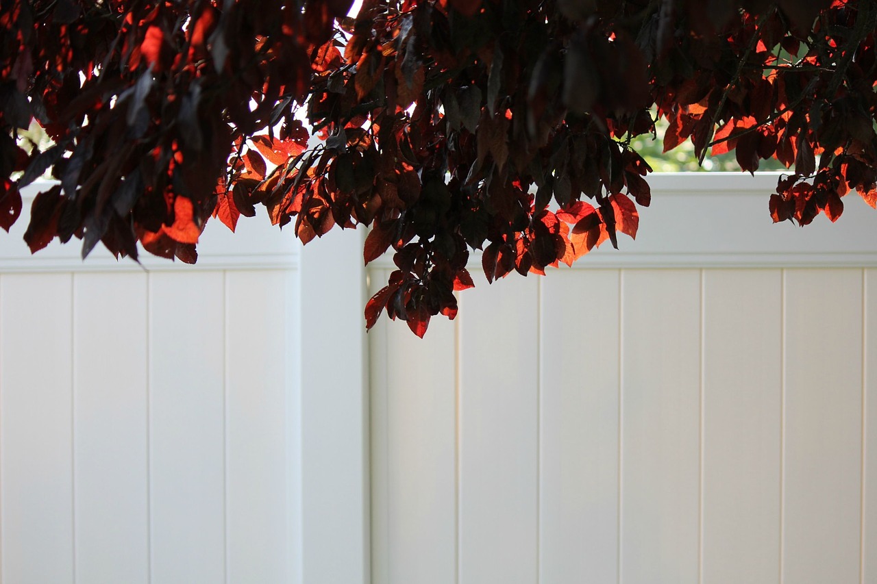 flowering plum tree white vinyl fence back lit leaves free photo