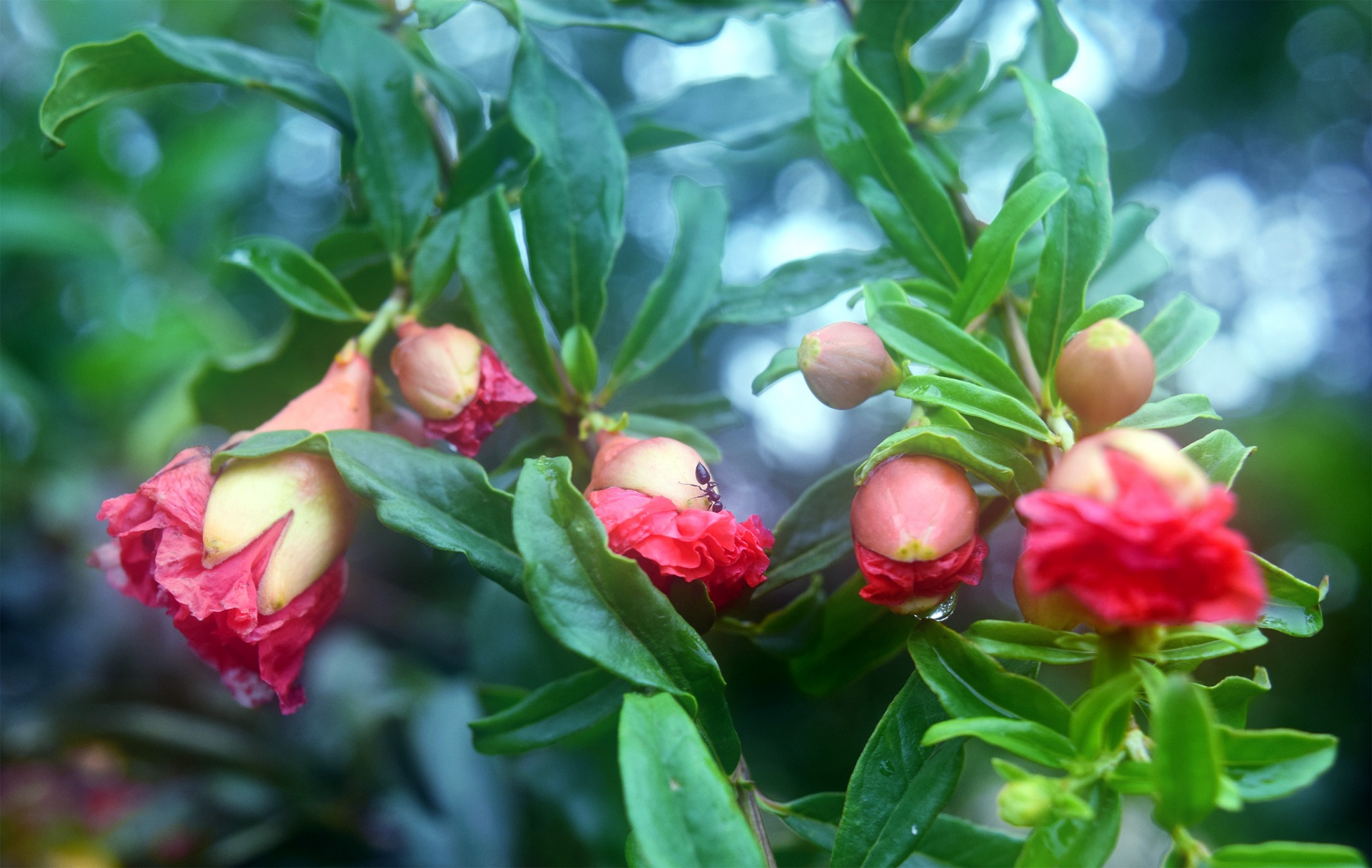 flower red fruit free photo