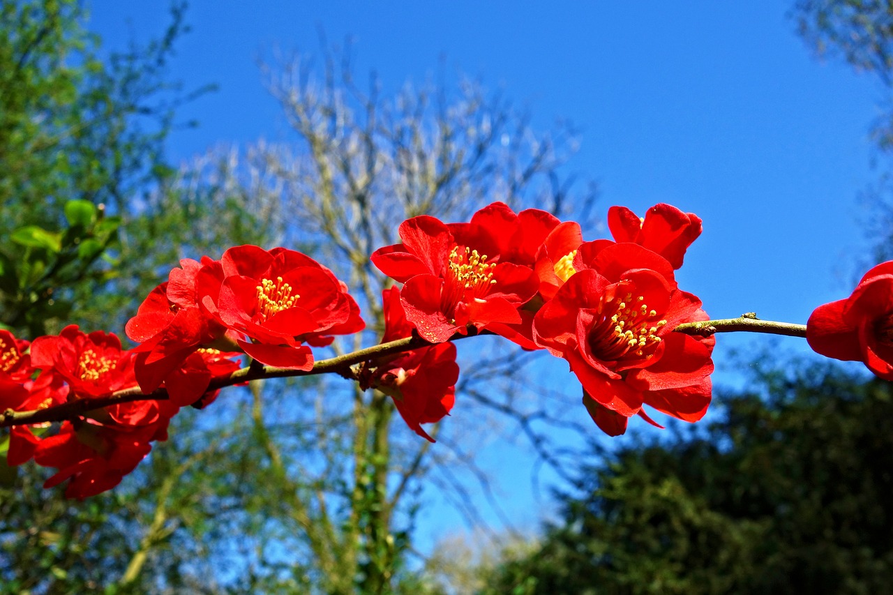 flowering quince  quince  blossom free photo