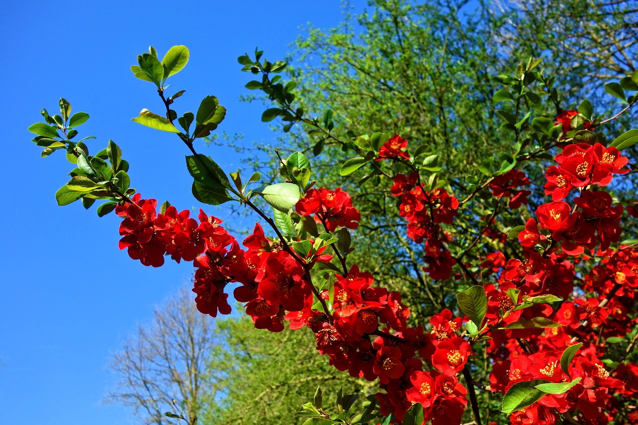 Flowering quince, quince, blossom, shrub, flowering shrub - free image ...