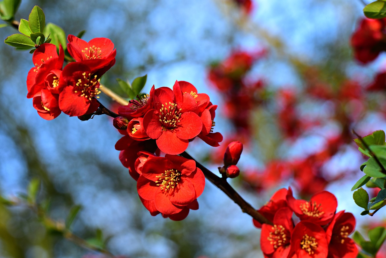 flowering quince  flower  branch free photo