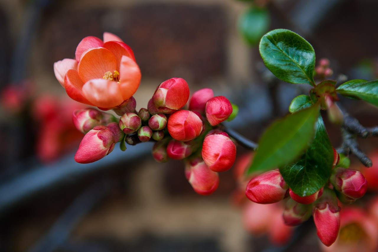 flowering quince chaenomeles red free photo