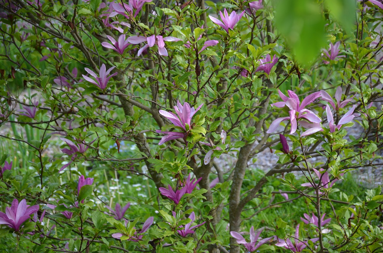 flowering shrub violet spring free photo