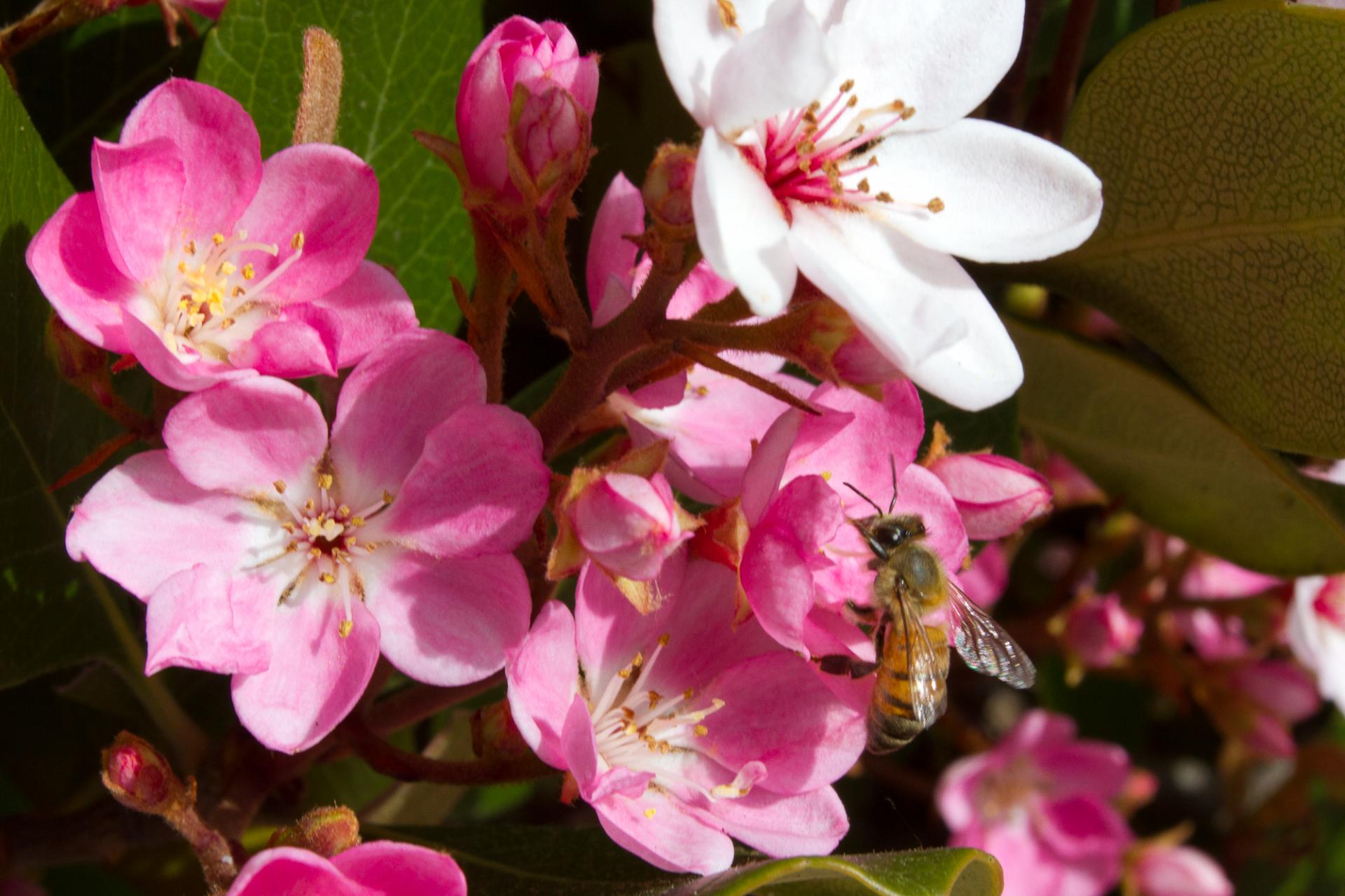 nature spring pollination free photo