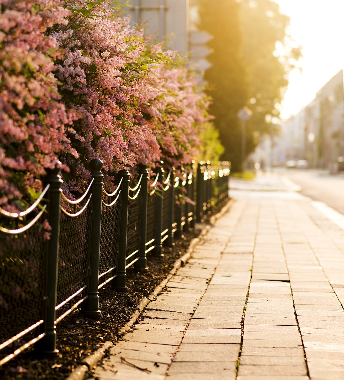 flowering shrubs pavement city free photo