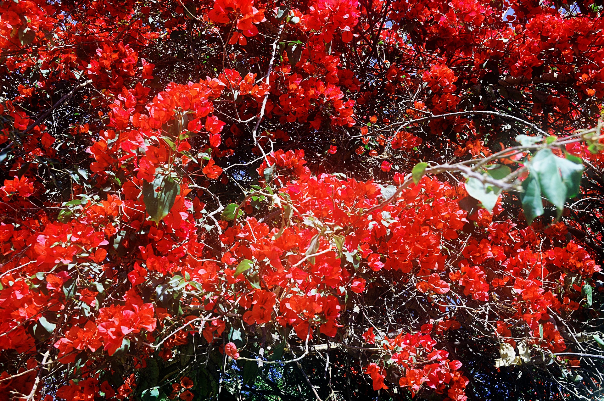 flower red nature free photo