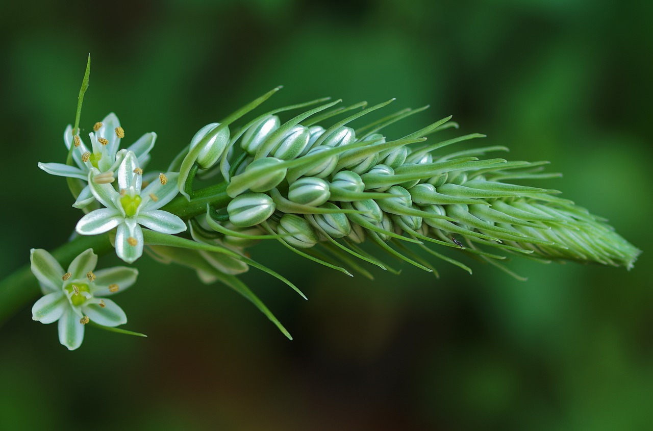 flowering stems filigree flora free photo