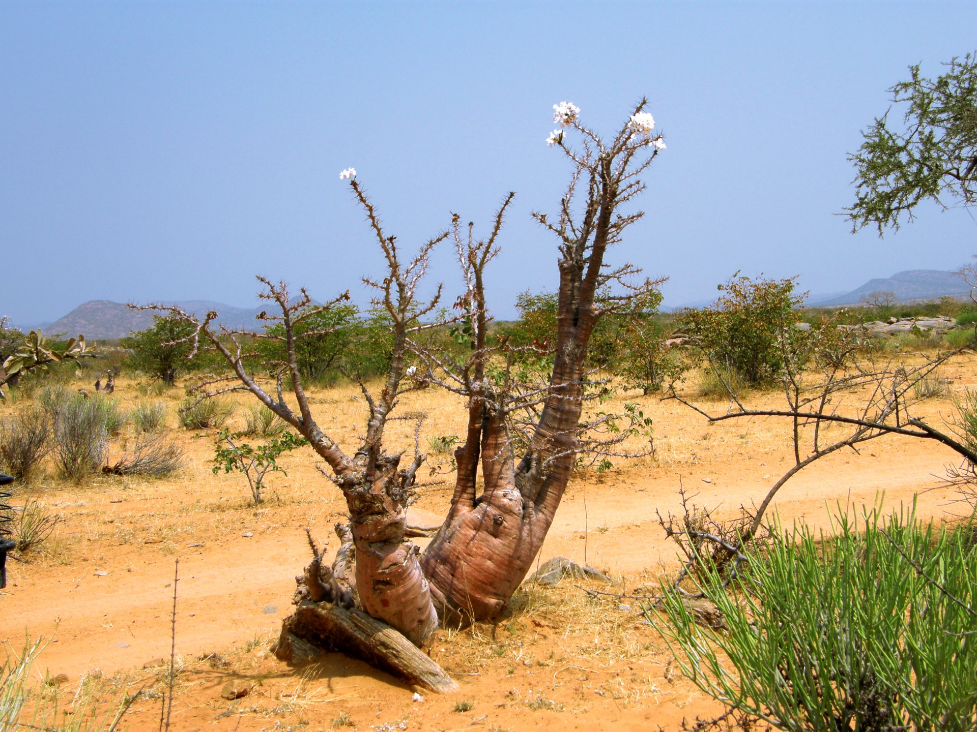 flower flowering thorny tree free photo