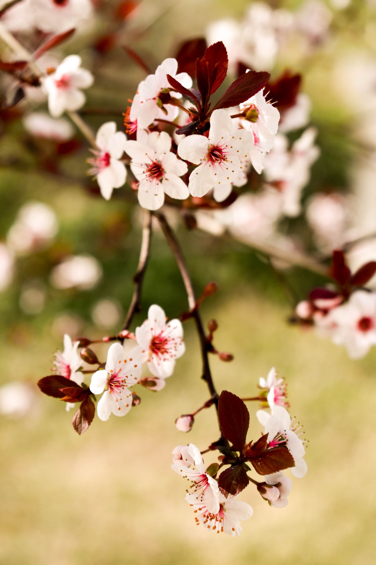 spring springtime blossoming tree free photo