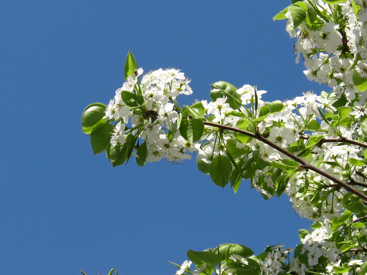 spring flowering tree free photo