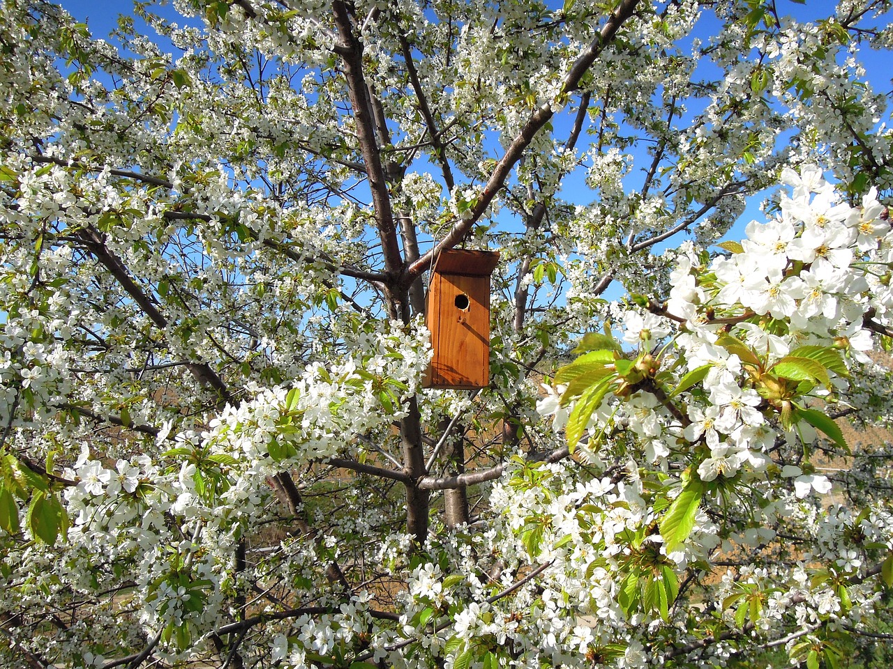 flowering tree bough bird's lair free photo
