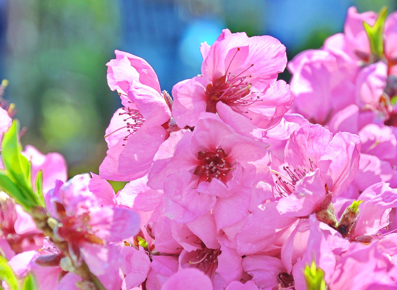 flowering tree fruity garden free photo
