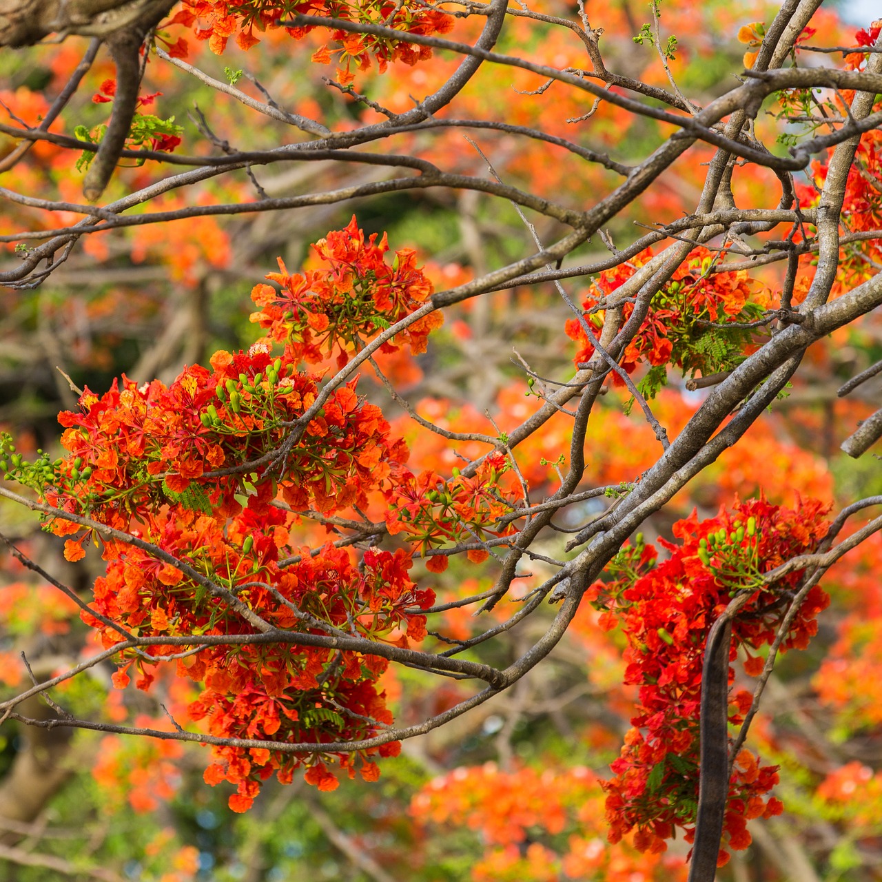 flowering tree nature flower free photo