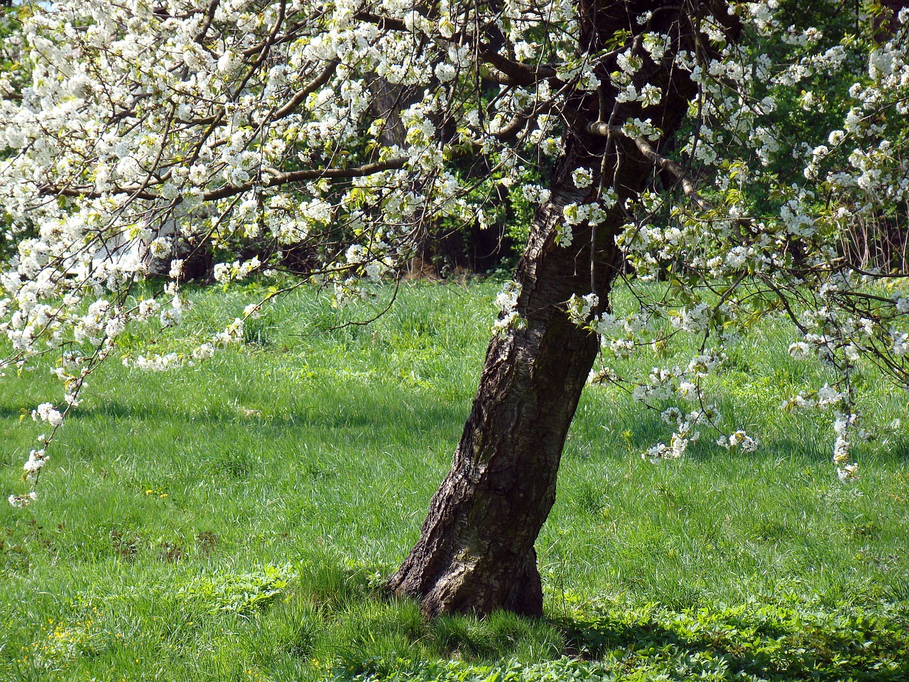 flowering tree flowers spring free photo