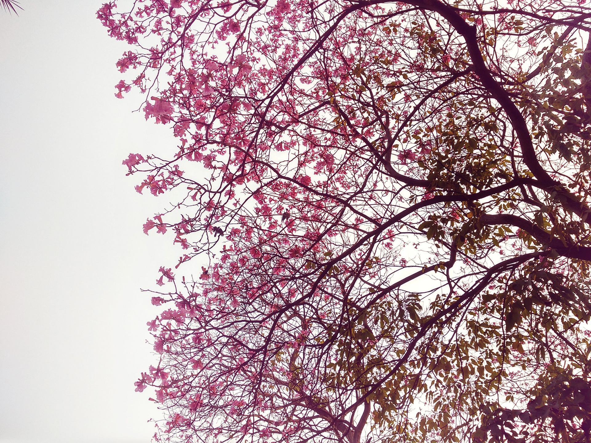 tree flowers nature free photo