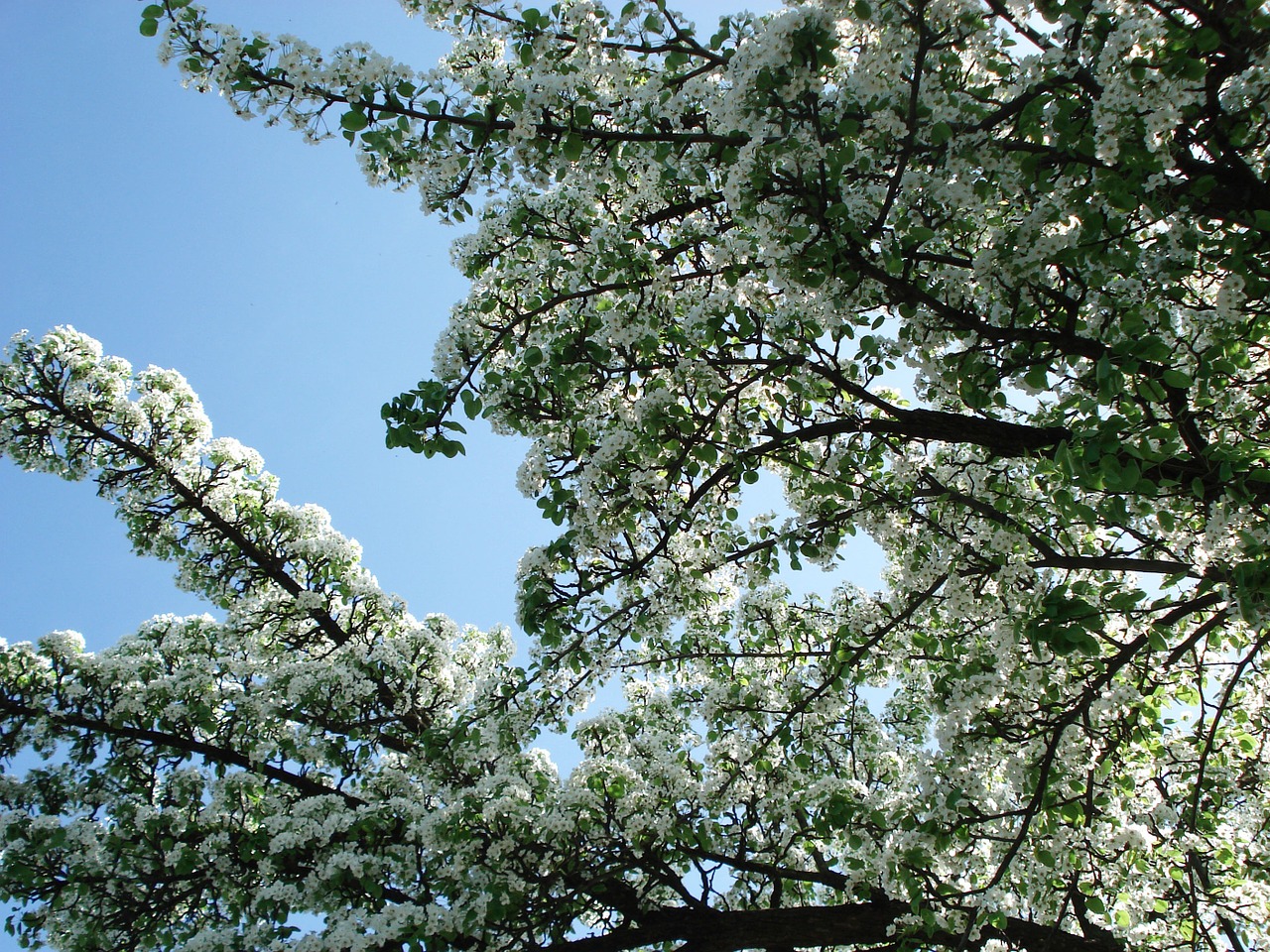 flowering tree tree flowers free photo