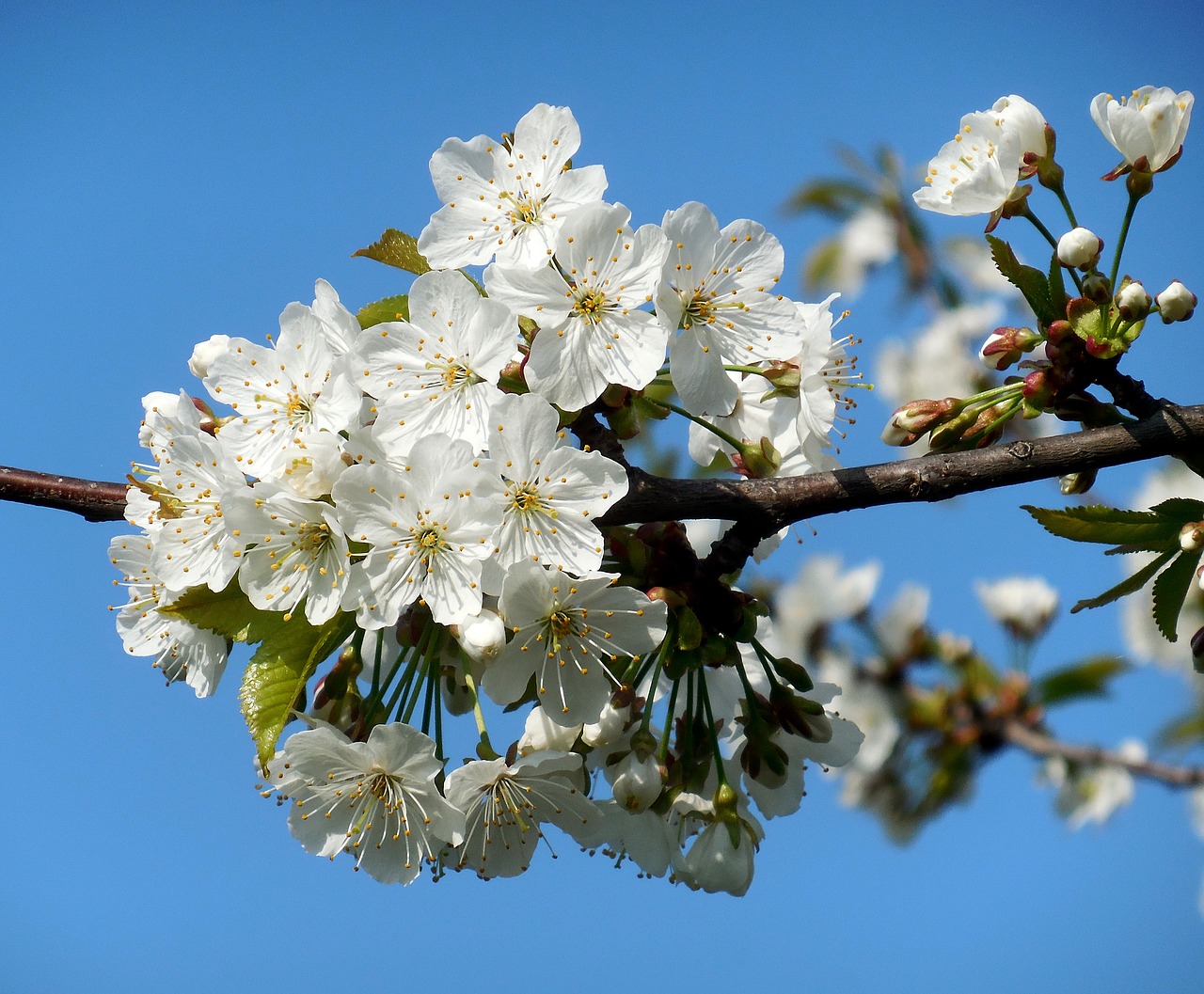 flowering tree  white flowers  spring free photo