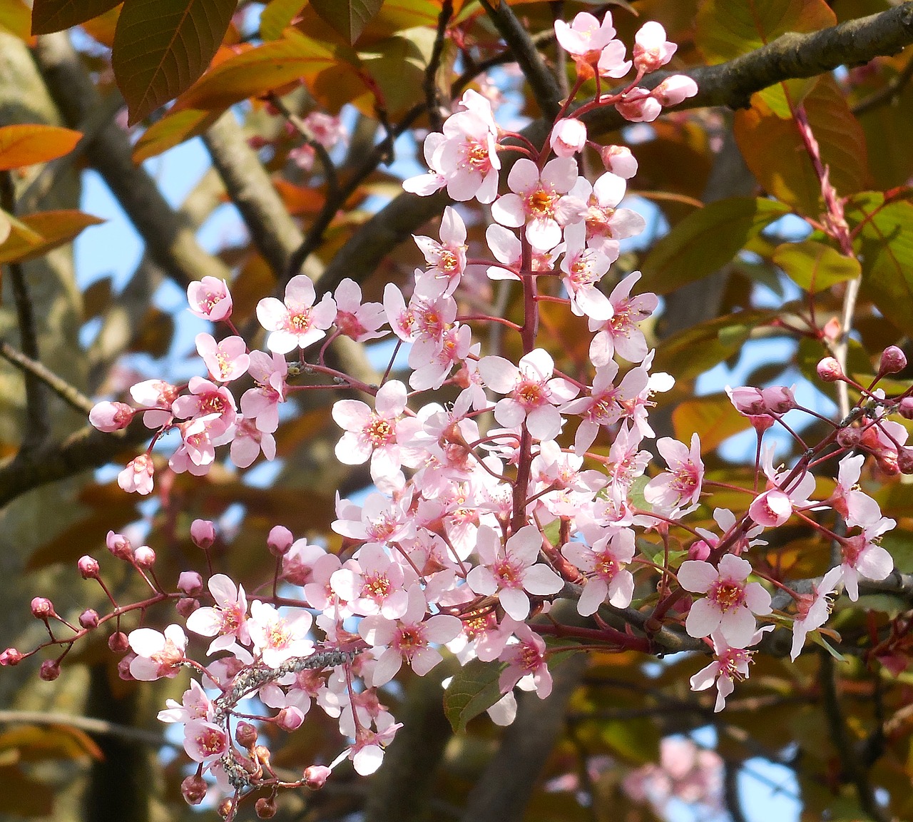 flowering tree  pink flowers  spring free photo