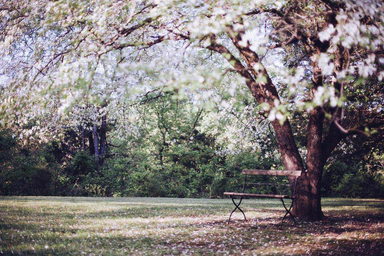 flowering tree park bench bench free photo