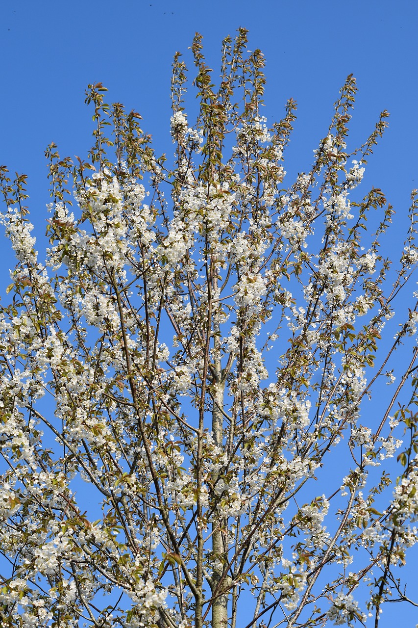 flowering tree  tree  shrub flower free photo