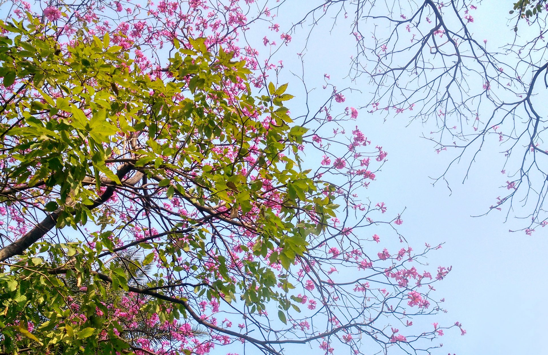 trees foliage forest free photo