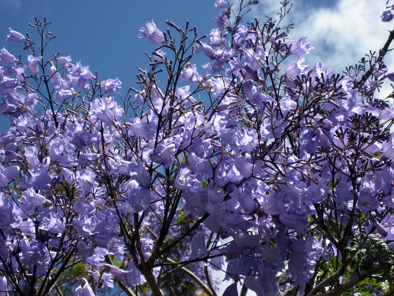 jacaranda blossoms blue flowering tree-fern free photo