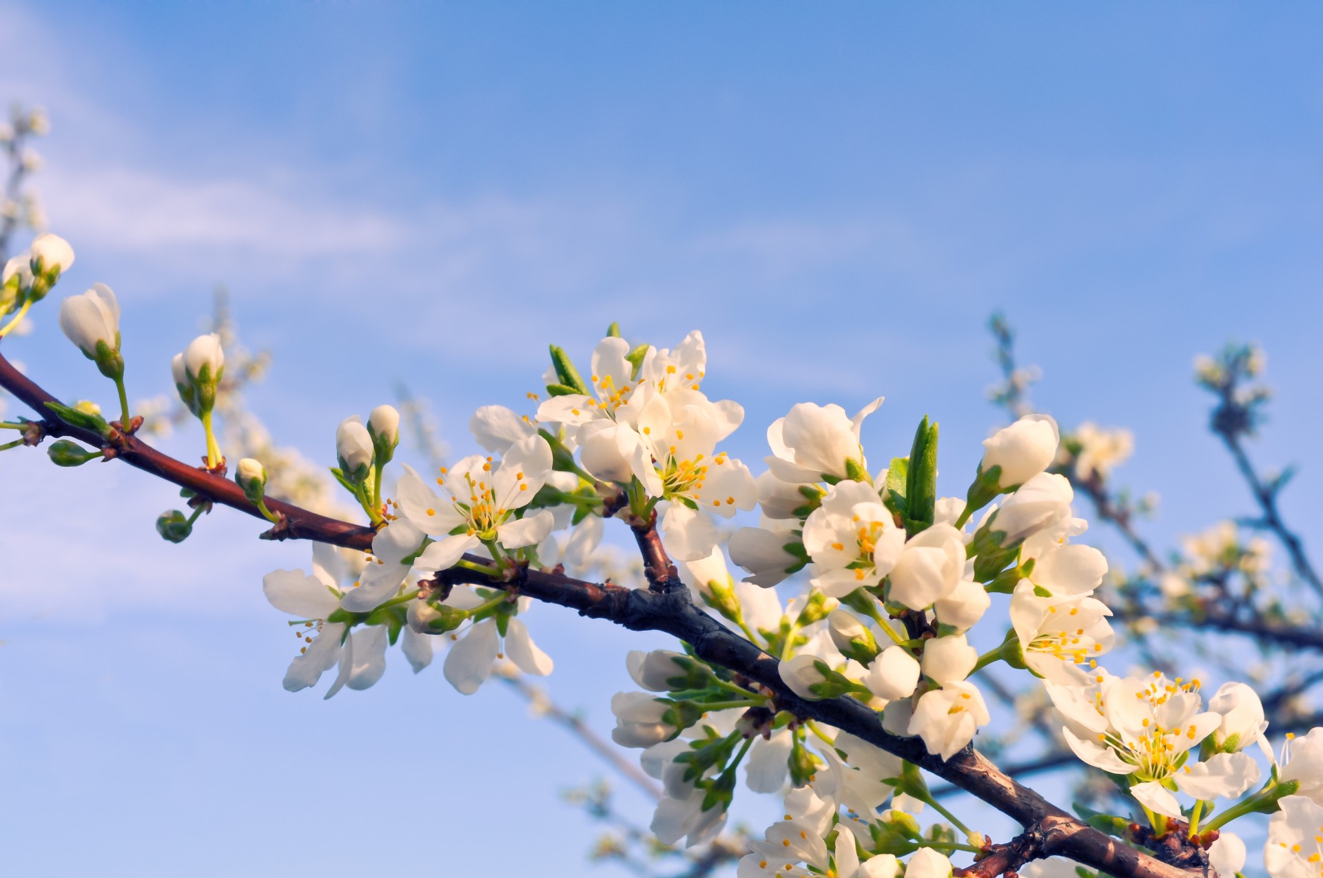 flowers garden spring free photo