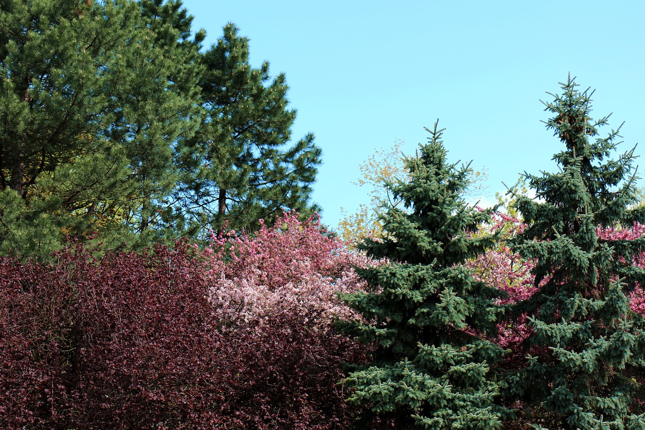 flowering trees colorful tree free photo