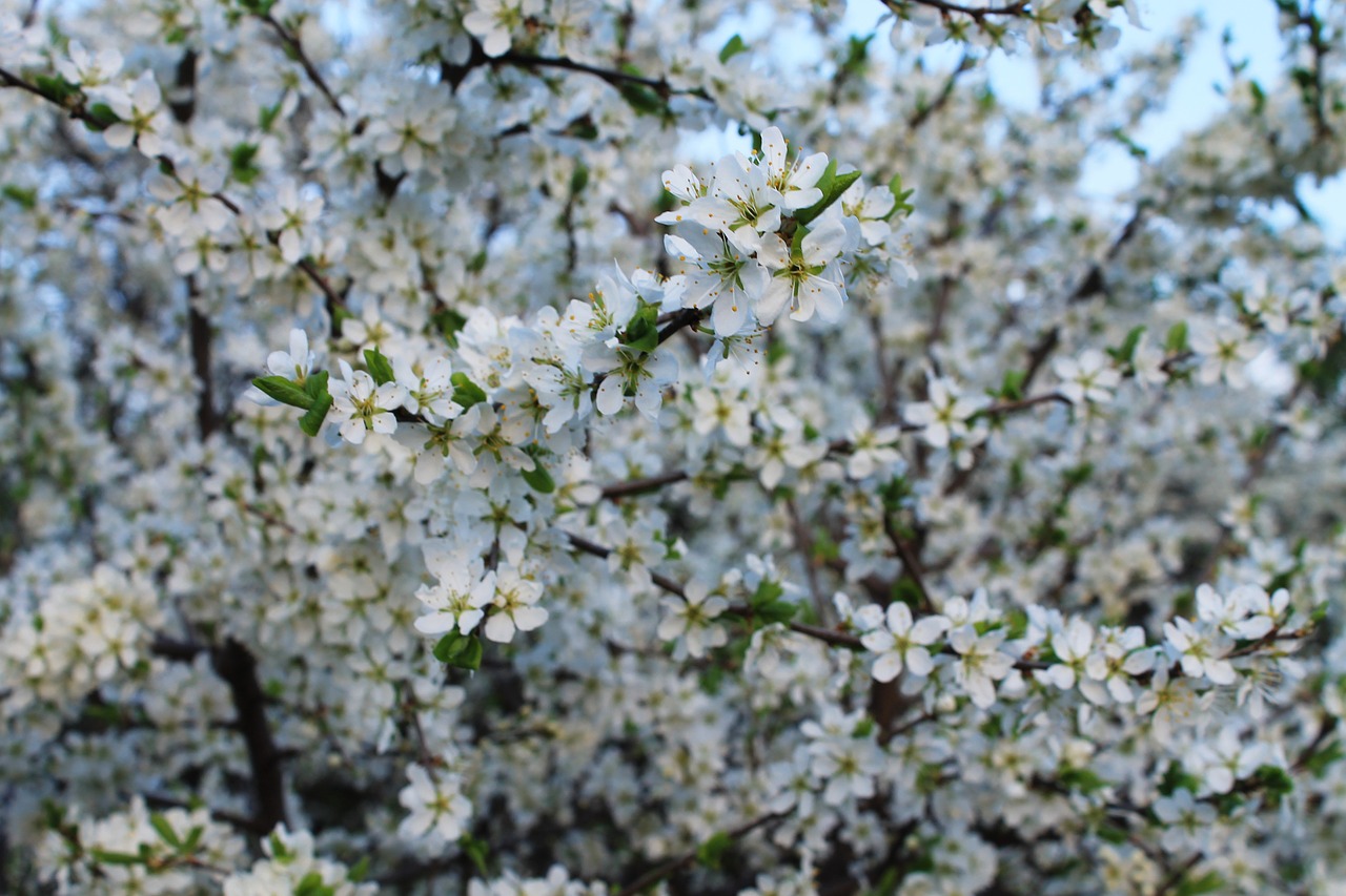 flowering trees background spring free photo